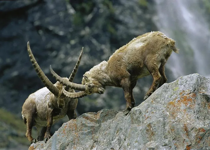 Plattnerhof Kals-am Großglockner