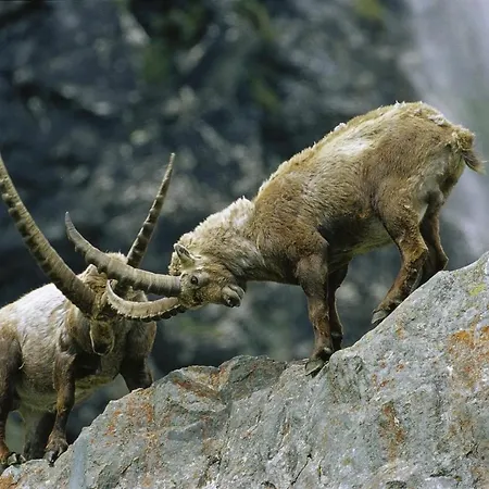 Plattnerhof Kals-am Großglockner