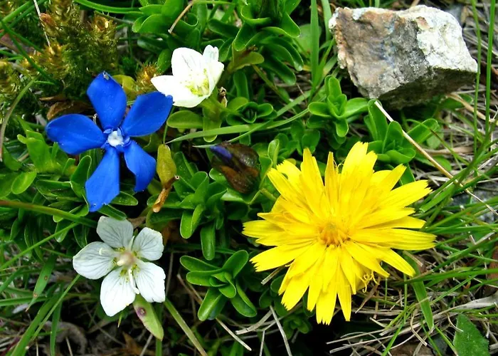 Plattnerhof Kals-am Großglockner